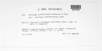 Ustilago syntherismae image